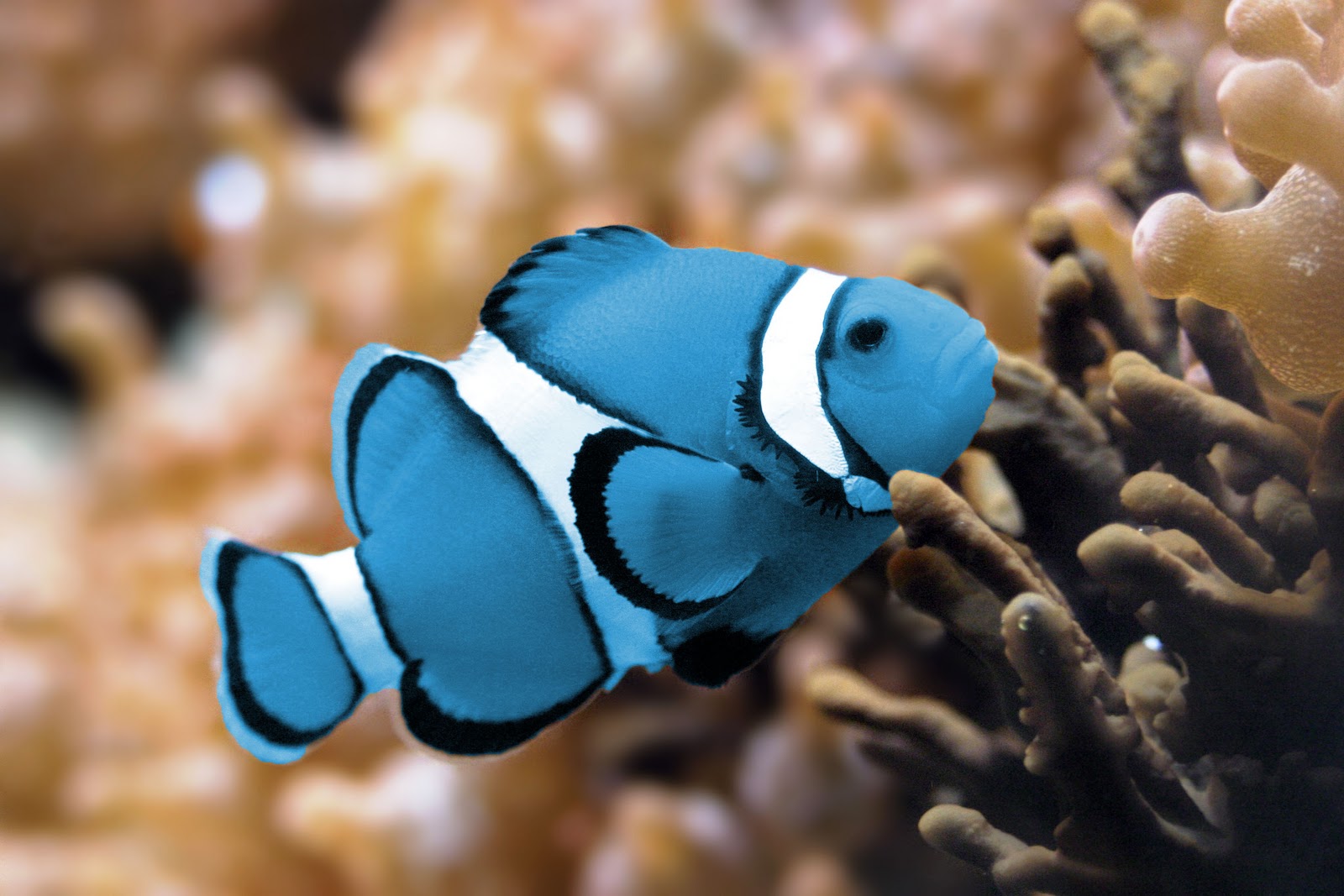 Рыба клоун синяя